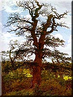 friedrich_oak.jpg (26663 bytes)